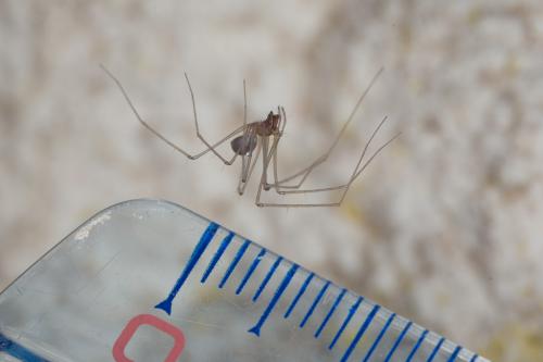 Leptoneta microphthalma